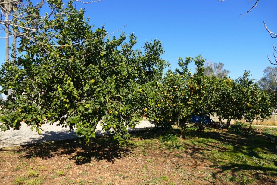 Garten Wohngrundst�ck Pina